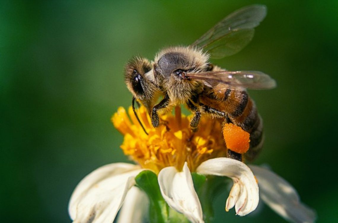 closeup-shot-bee-chamomile-flower_181624-31930